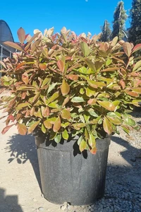 PHOTINIA x fraseri 'Pink Marble'