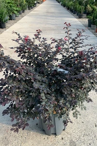 LOROPETALUM chinense 'Black Pearl'