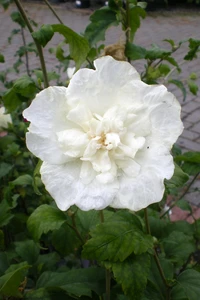 HIBISCUS syriacus 'White Chiffon'