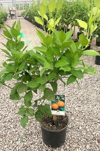 CITRUS sinensis