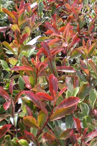 PHOTINIA x fraseri 'Pink Marble'