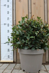 PHOTINIA x fraseri 'Nana'