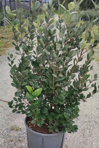 FEIJOA sellowiana