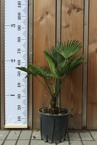 TRACHYCARPUS wagnerianus