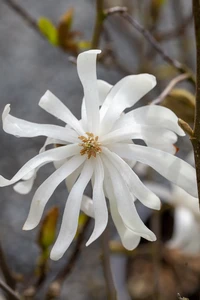 MAGNOLIA stellata