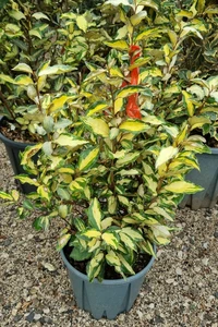 ELAEAGNUS x ebbingei 'Maryline'