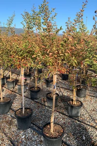 LAGERSTROEMIA 'Dynamite'