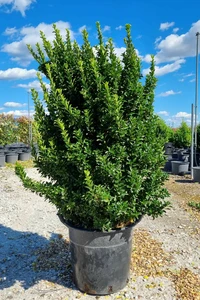 EUONYMUS japonicus 'Benkomasaki'