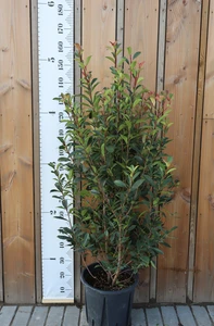 PHOTINIA x fraseri 'Carre Rouge'