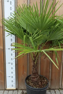 TRACHYCARPUS fortunei