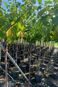 Prunus domestica 'Reine Claude Doree' (PLUM)