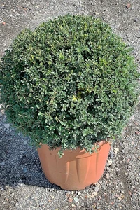 ILEX crenata 'Kinme'