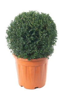 ILEX crenata 'Kinme'