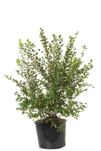 MYRTUS communis