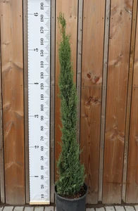 CUPRESSUS sempervirens 'Pyramidalis'