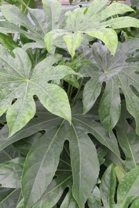 FATSIA japonica