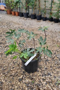 Ficus carica 'Dalmatie' (FIG)