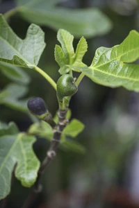 Ficus carica 'Brown Turkey' (FIG)