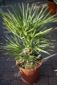 CHAMAEROPS humilis