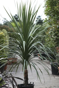 CORDYLINE australis