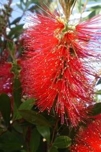 CALLISTEMON rugulosus