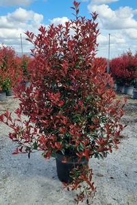 PHOTINIA x fraseri 'Carre Rouge'