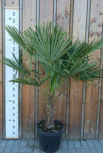 TRACHYCARPUS fortunei