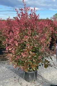 PHOTINIA x fraseri 'Pink Marble'