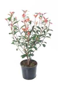 PHOTINIA x fraseri 'Carre Rouge'