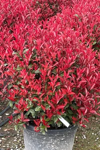 PHOTINIA x fraseri 'Carre Rouge'