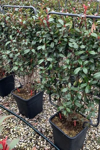 PHOTINIA x fraseri 'Carre Rouge'