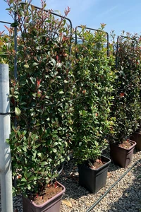 PHOTINIA x fraseri 'Carre Rouge'