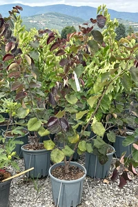 CERCIS canadensis 'Merlot'