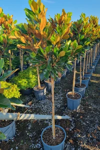 MAGNOLIA grandiflora 'Little Gem'