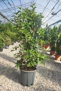 PHOTINIA x fraseri 'Red Light'