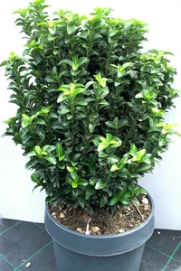 EUONYMUS japonicus 'Benkomasaki'