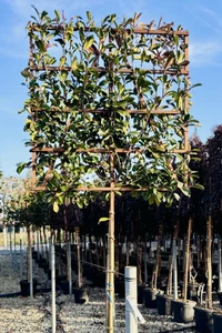 PHOTINIA x fraseri 'Red Robin'