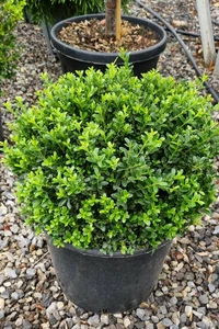 ILEX crenata 'Kinme'