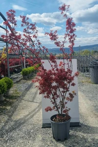 ACER palmatum 'Skeeter's Broom'