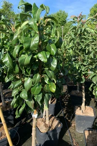 Pyrus communis 'Garden Pearl' (PEAR)