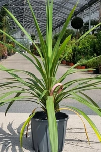 CORDYLINE australis 'Peko'