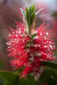 CALLISTEMON rugulosus