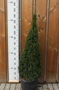 TAXUS baccata