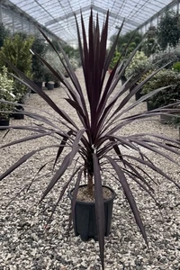 CORDYLINE australis 'Burgundy Spire'