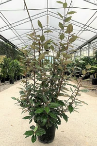 ELAEAGNUS x ebbingei 'Compacta'