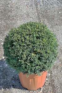 ILEX crenata 'Kinme'