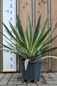 YUCCA gloriosa 'Variegata'