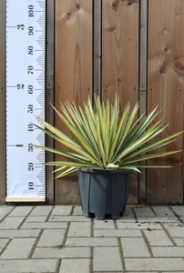 YUCCA flaccida 'Golden Sword'