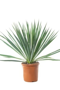 YUCCA filamentosa