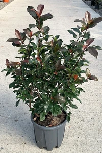 PHOTINIA x fraseri 'Magical Volcano'